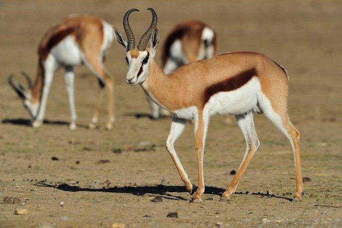 13 Day Safari - Cape Town to Johannesburg - FAQ