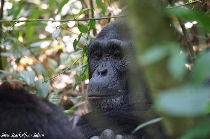 13-Day Uganda Mgahinga Gorilla Trek, Maasai Amboseli Park - Key Points