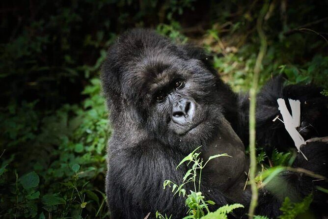 13-Day Uganda Mgahinga Gorilla Trek, Maasai Amboseli Park - Why Choose This Tour?