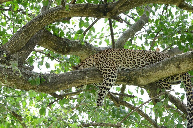 13 Day Uganda Safari with Gorillas, Chimps & Tree climbing lions - Final Reflections: Is This Tour Worth It?