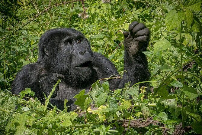 13 Day Uganda Safari with Gorillas, Chimps & Tree climbing lions - Who Should Consider This Safari?