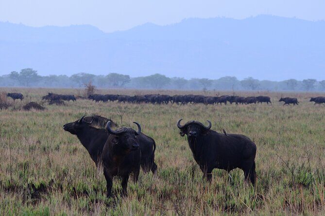 13 Day Uganda Safari with Gorillas, Chimps & Tree climbing lions - FAQs