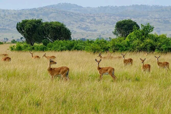 13 Day Uganda Safari with Gorillas, Chimps & Tree climbing lions - Final Thoughts