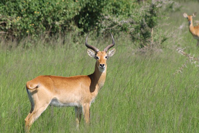 13-Day Wildlife Adventure Trip to the Pearl of Africa - The Itinerary Breakdown: What to Expect at Each Stop