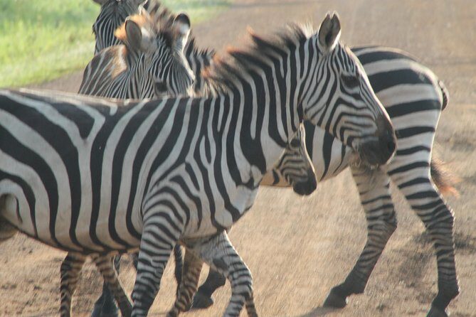 13-Day Wildlife Adventure Trip to the Pearl of Africa - FAQs