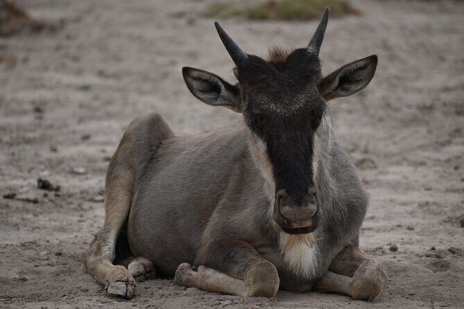 13 Days Best of Kenya and Tanzania BudgetSafari - Value for Money and Pricing