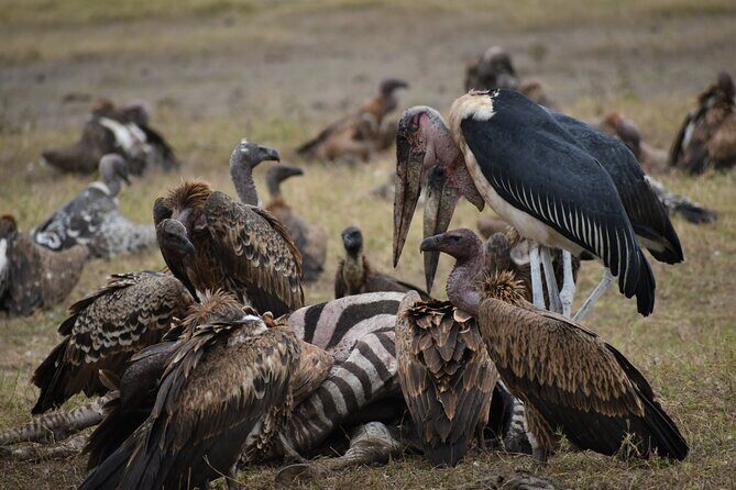 13 Days Best of Kenya and Tanzania BudgetSafari - Authentic Experiences Highlighted by Reviewers