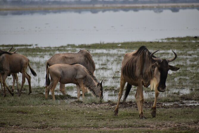 13 Days Best of Kenya and Tanzania BudgetSafari - The Sum Up: Who Is This Tour Best For?