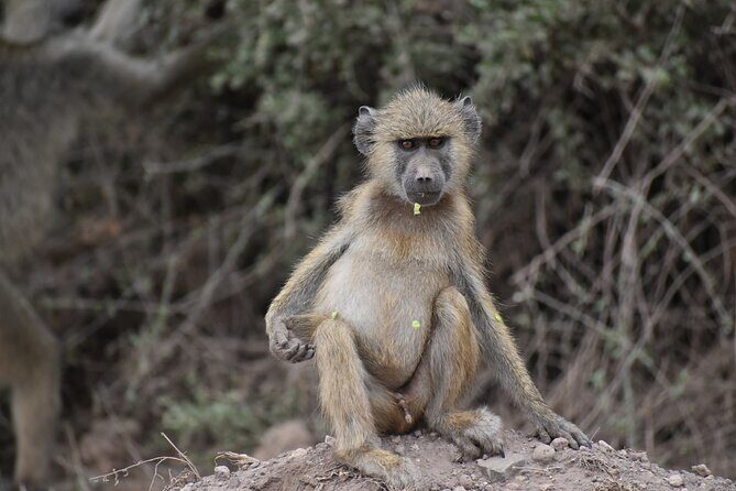 13 Days Best of Kenya and Tanzania BudgetSafari - FAQ