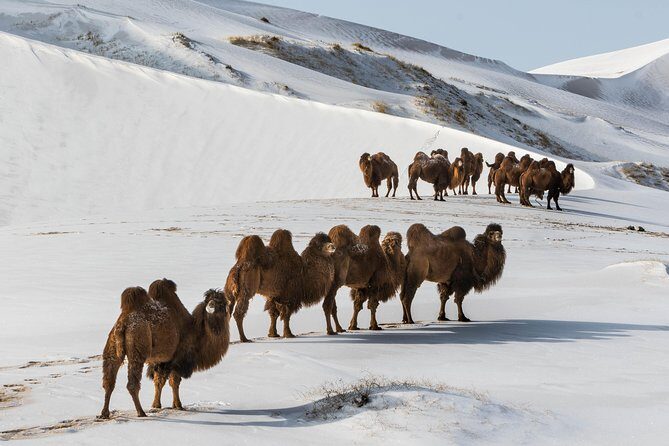13 Days Ice and Camel Festival 2020 - FAQ