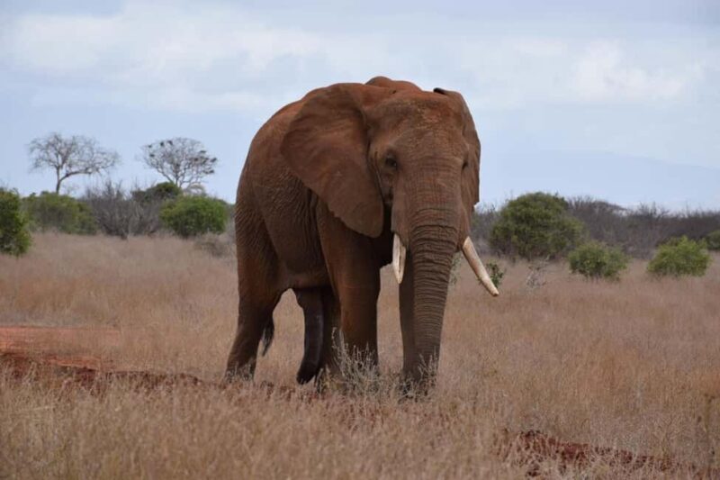 13 Days of Wild Wonder Kenya & Tanzania Safari in a 4x4 Jeep - Authentic Encounters and Guide Insights