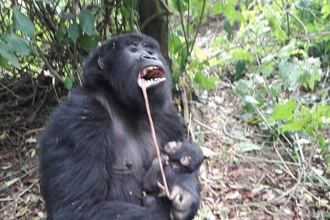 13 Days Private tour to discover Uganda's Best Safari - Key Points