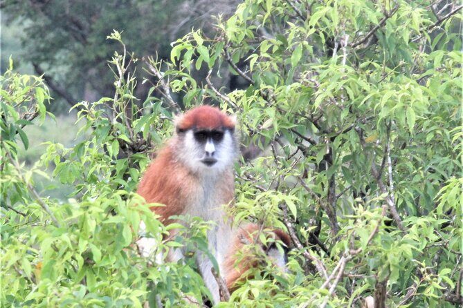 13 Days Private tour to discover Uganda's Best Safari - Detailed Review of the 13-Day Uganda Safari