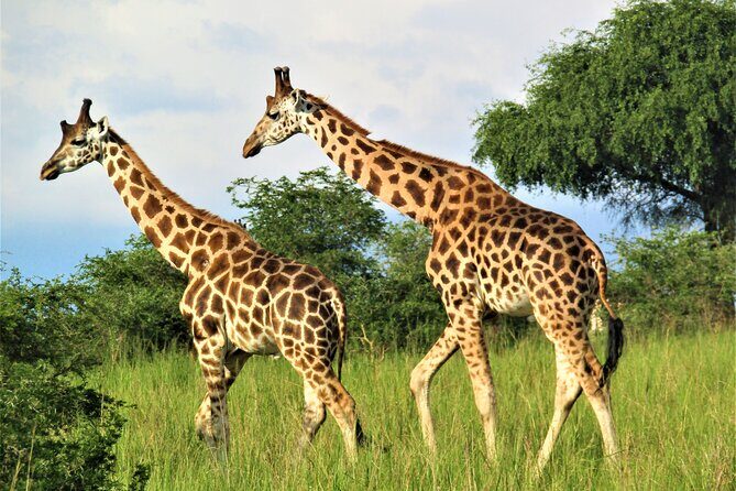 13 Days Private tour to discover Uganda's Best Safari - Frequently Asked Questions
