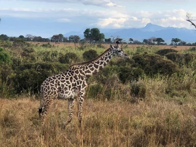 13 Days Ultimate Tanzania Wildlife Safari Tour - Frequently Asked Questions