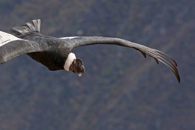 13-days-wonderful-peruvian-south-from-lima