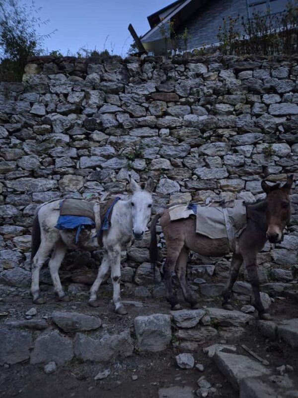 14-Day EBC Trek with Sherpa-Led Culture & Food Experience - Return Journey & Cultural Deepening