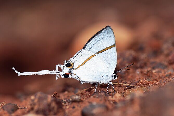 14 Day Ghana Butterfly Tour - An Introduction to Ghana’s Butterfly Diversity