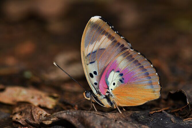 14 Day Ghana Butterfly Tour - The Sum Up
