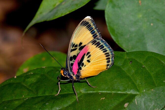 14 Day Ghana Butterfly Tour - FAQ