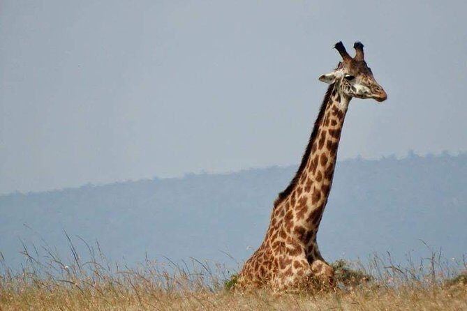 14-Day Serengeti Maasai Mara Amboseli Tarangire Zanzibar - What We Loved About This Tour
