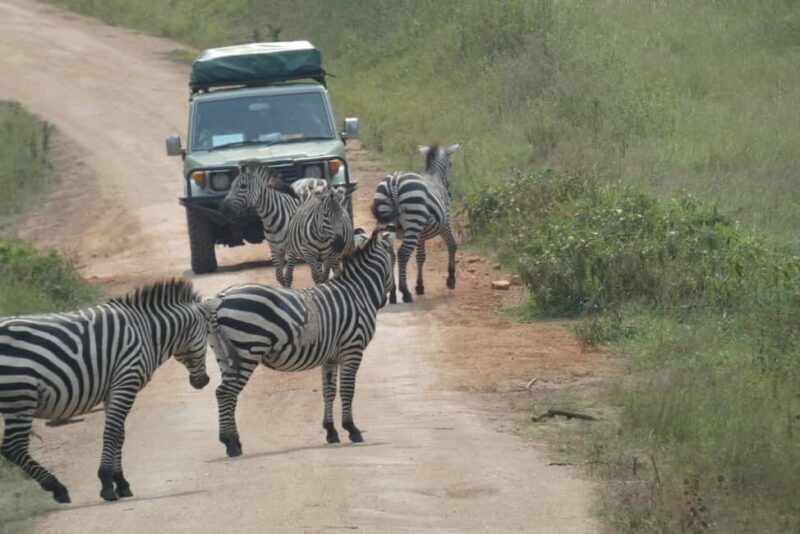 14-Day Wildlife Safari with Gorilla Trekking in Uganda - What Makes the Value of This Tour Stand Out?