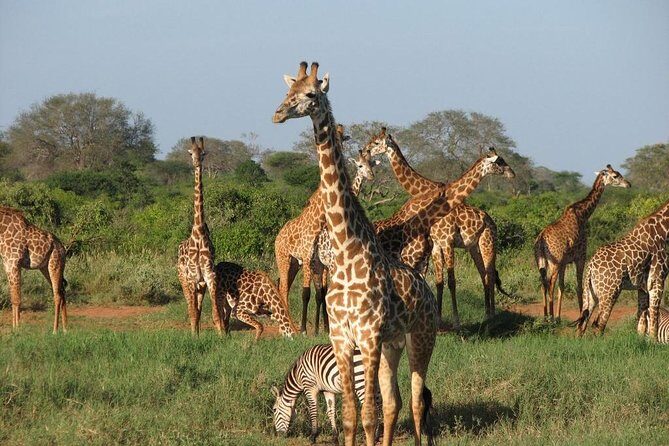 14-Days Kenya and Tanzania Camping Safari from Nairobi - Real Experiences and Insights from Reviewers