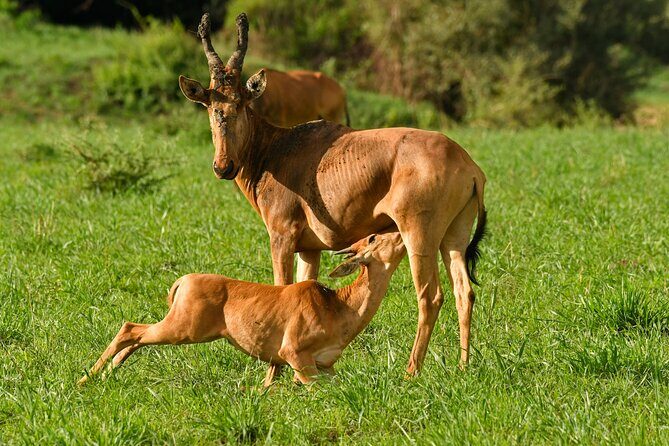 14 Days Uganda Rwanda Primate Tour - Transition into Rwanda & Volcanoes National Park
