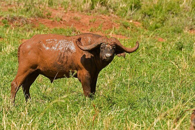 14 Days Uganda Rwanda Primate Tour - What Makes This Tour Worth It?