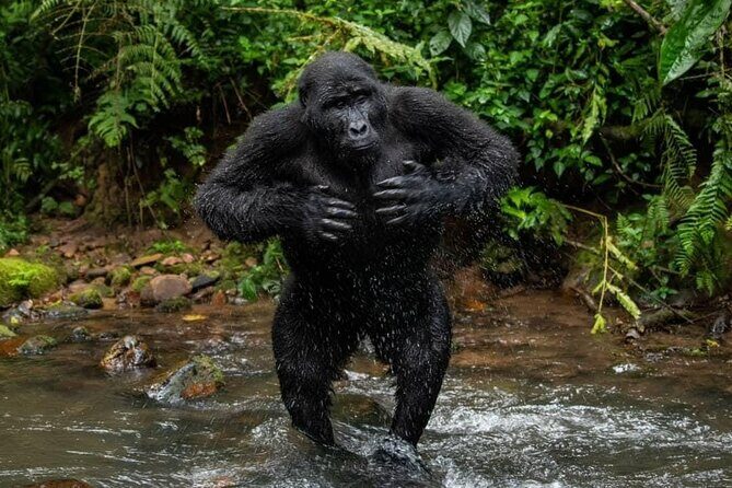 14 Days Uganda Safari Adventure, Gorilla Trekking and WildlifeTour - An In-Depth Look at the 14-Day Uganda Safari