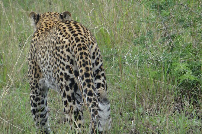 14 Days Uganda Safari Adventure, Gorilla Trekking and WildlifeTour - Frequently Asked Questions