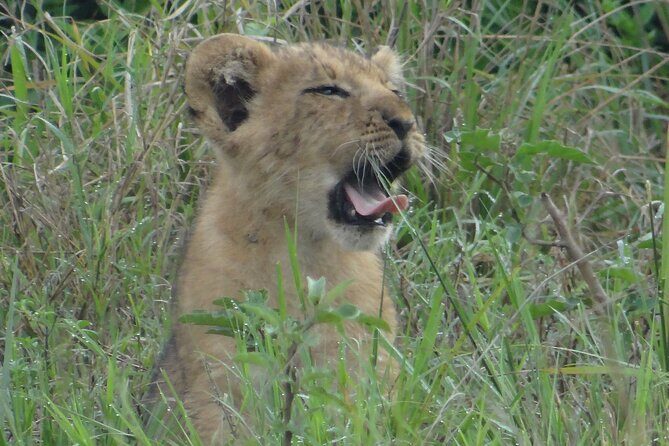 14 Days Uganda Safari Adventure, Gorilla Trekking and WildlifeTour - Final Thoughts