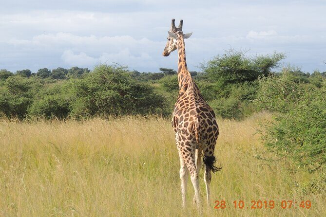 14 Days Uganda Wildlife and Primate Safari with Bigfive - The Full 14-Day Uganda Safari Breakdown  