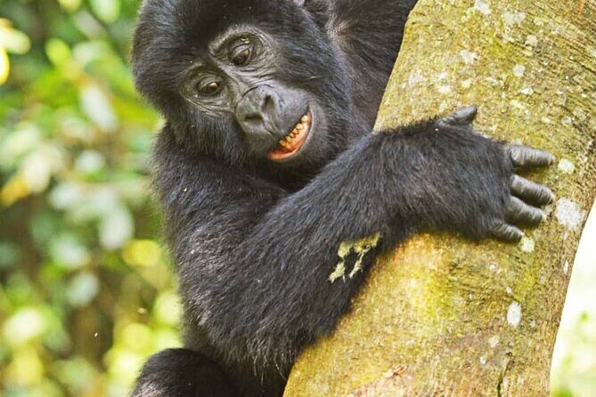 14 Days Uganda Wildlife and Primate Safari with Bigfive - FAQ  