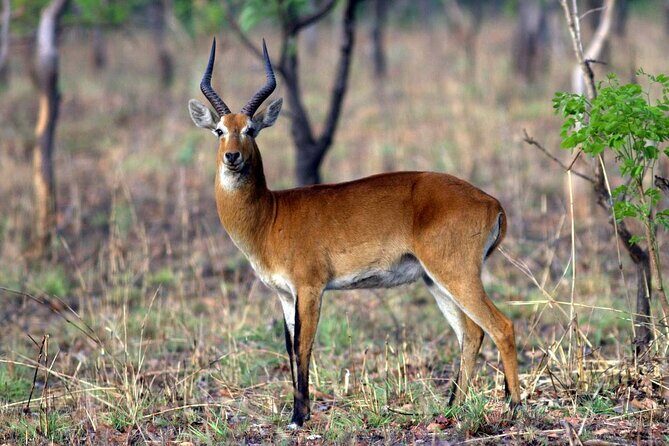 15-Day Ghana Wildlife Private Tour - The Experience of the Tour: What to Expect
