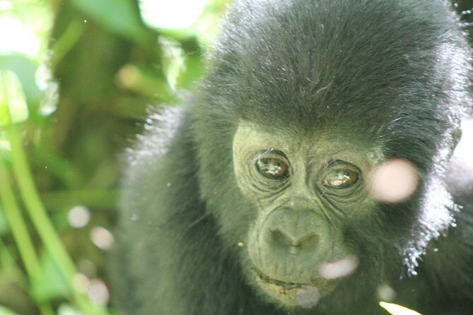 15-Day Gorilla and chimps Trekking, Big 5 and Nature Sighting Safari - The Real Experience: What Travelers Say