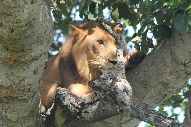 15-Day Gorilla and chimps Trekking, Big 5 and Nature Sighting Safari - FAQ