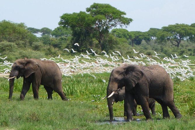 15 Day Gorillas, Chimps and Big 5 Safari Tour - Final Thoughts: Who Is This Tour Best For?