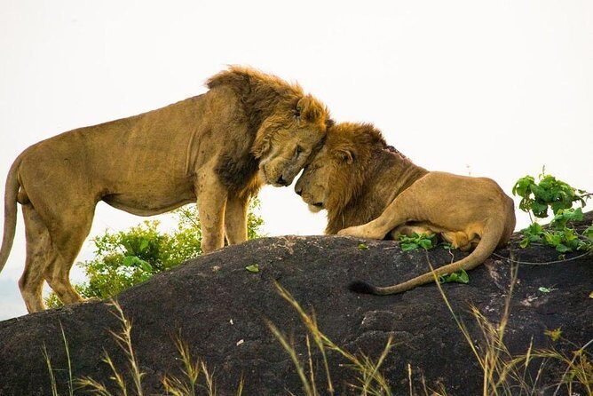 15 Day Gorillas, Chimps and Big 5 Safari Tour - FAQ