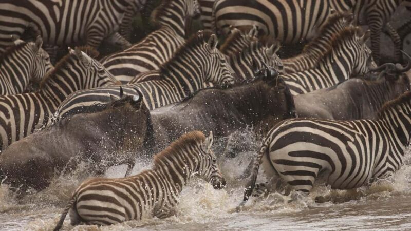 15 Days Best of Kenya & Tanzania Safari with Zanzibar Beach - Day 15: Return to Nairobi