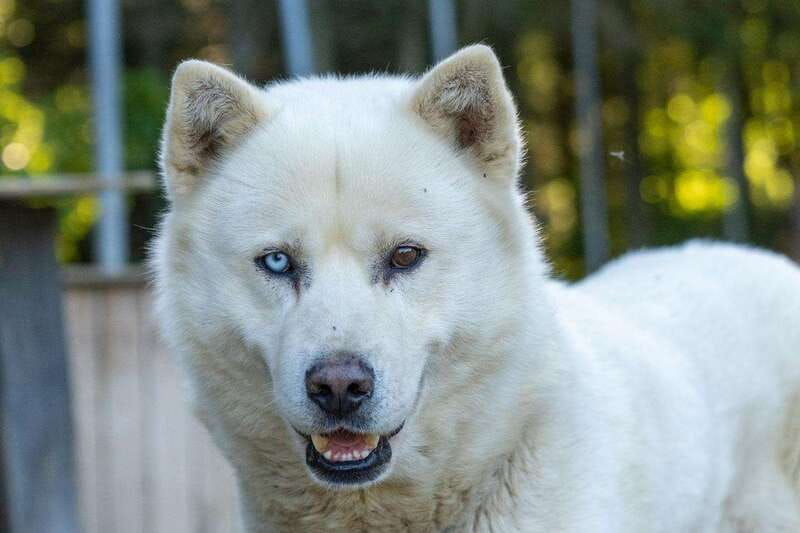 15-min-tadoussac-behind-the-scenes-sled-dog-kennel-tour