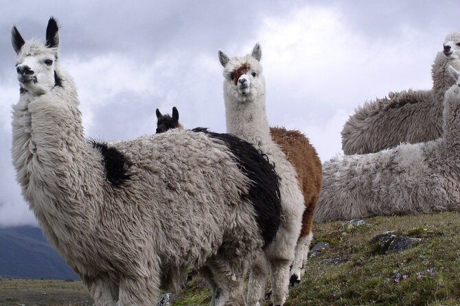 16-day-ecuador-adventure-andes-amazon-galapagos