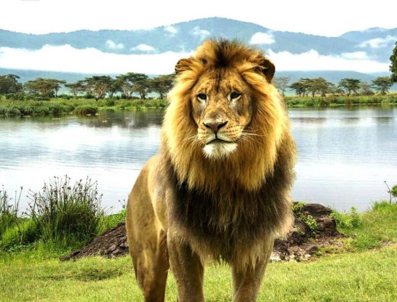 1Day Lake Nakuru National Park Wildlife Experience Safari - An In-Depth Look at the Tour Experience