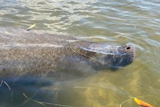 2-5-hour-kayaking-with-manatee-and-history-tour-in-tarpon-springs-2
