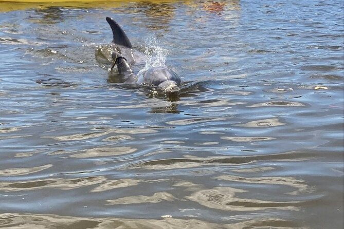 2-5-hour-kayaking-with-manatee-and-history-tour-in-tarpon-springs