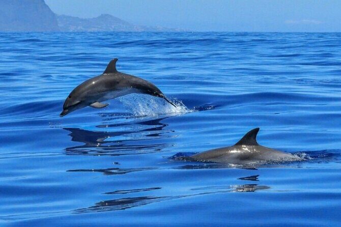 2.5 Hours Sunset Boat Tour in Search of Dolphins - Practical Details and Tips