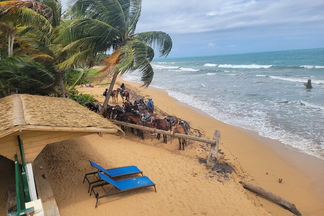 2-5hrs-beach-horseback-ride-experience