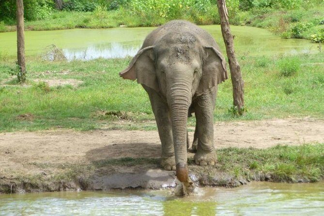 2 day 1 night Elephant World Kanchanaburi from Bangkok - Key Points