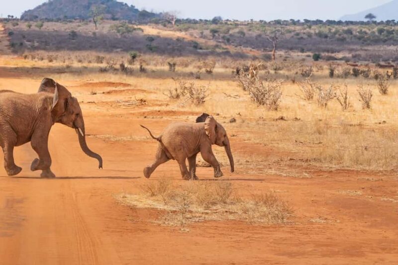 2-day 1-night safari from Zanzibar to Nyerere by flight - First Impressions and Overall Worth