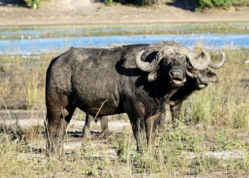 2-day 1-night safari from Zanzibar to Nyerere by flight - Detailed Breakdown of the Itinerary